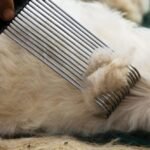 The Art of the Laced Pashmina Shawl